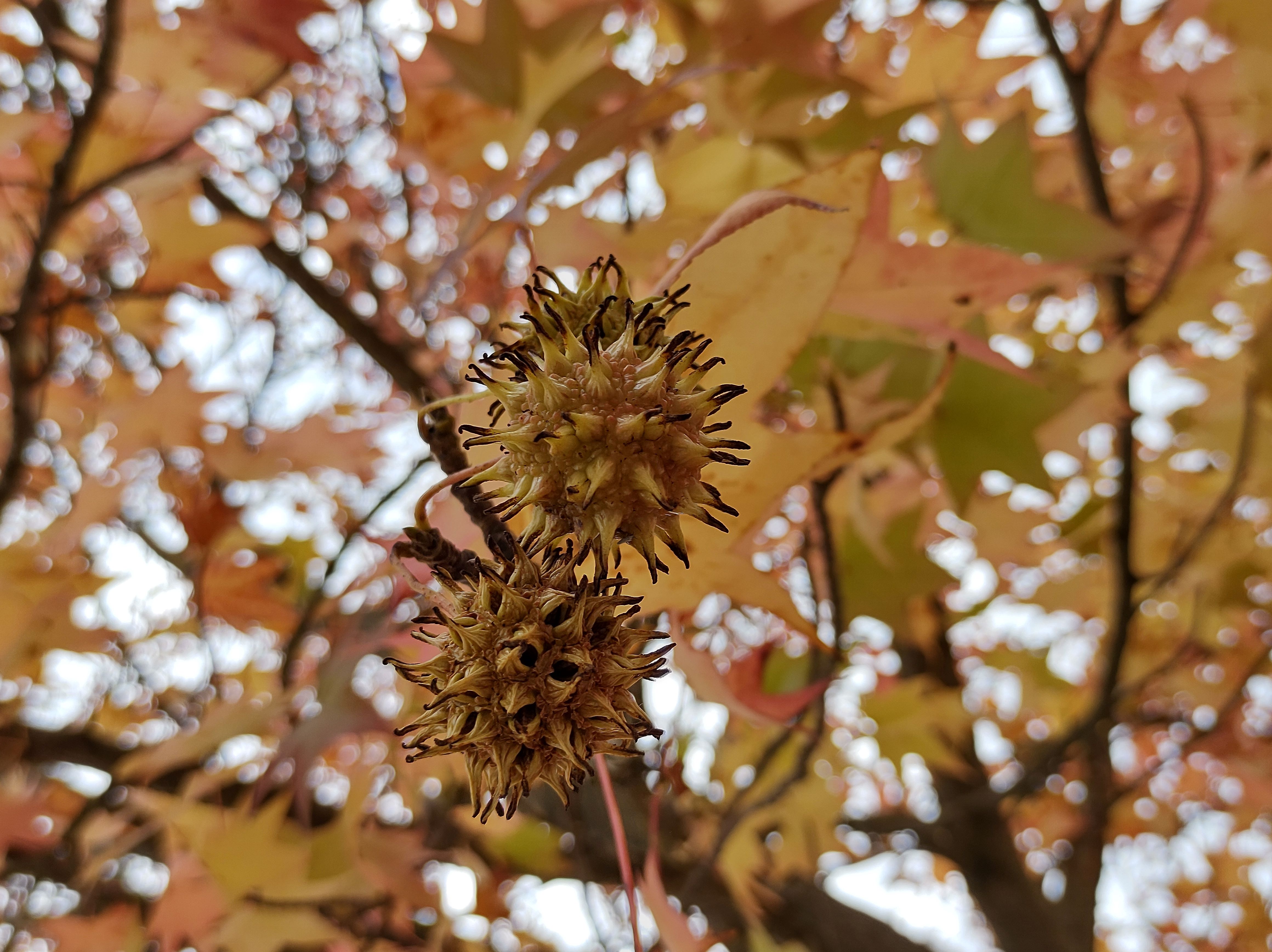 No s'ha trobat l'arxiu